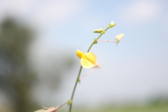 Crotalaria orixensis
